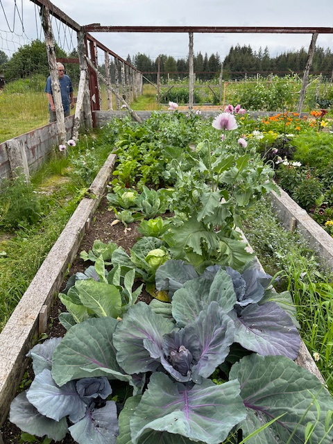 Vegetables from summer 2024. The poppies you see are beautiful volunteers. Vegetables from summer 2024. The poppies you see are beautiful volunteers.